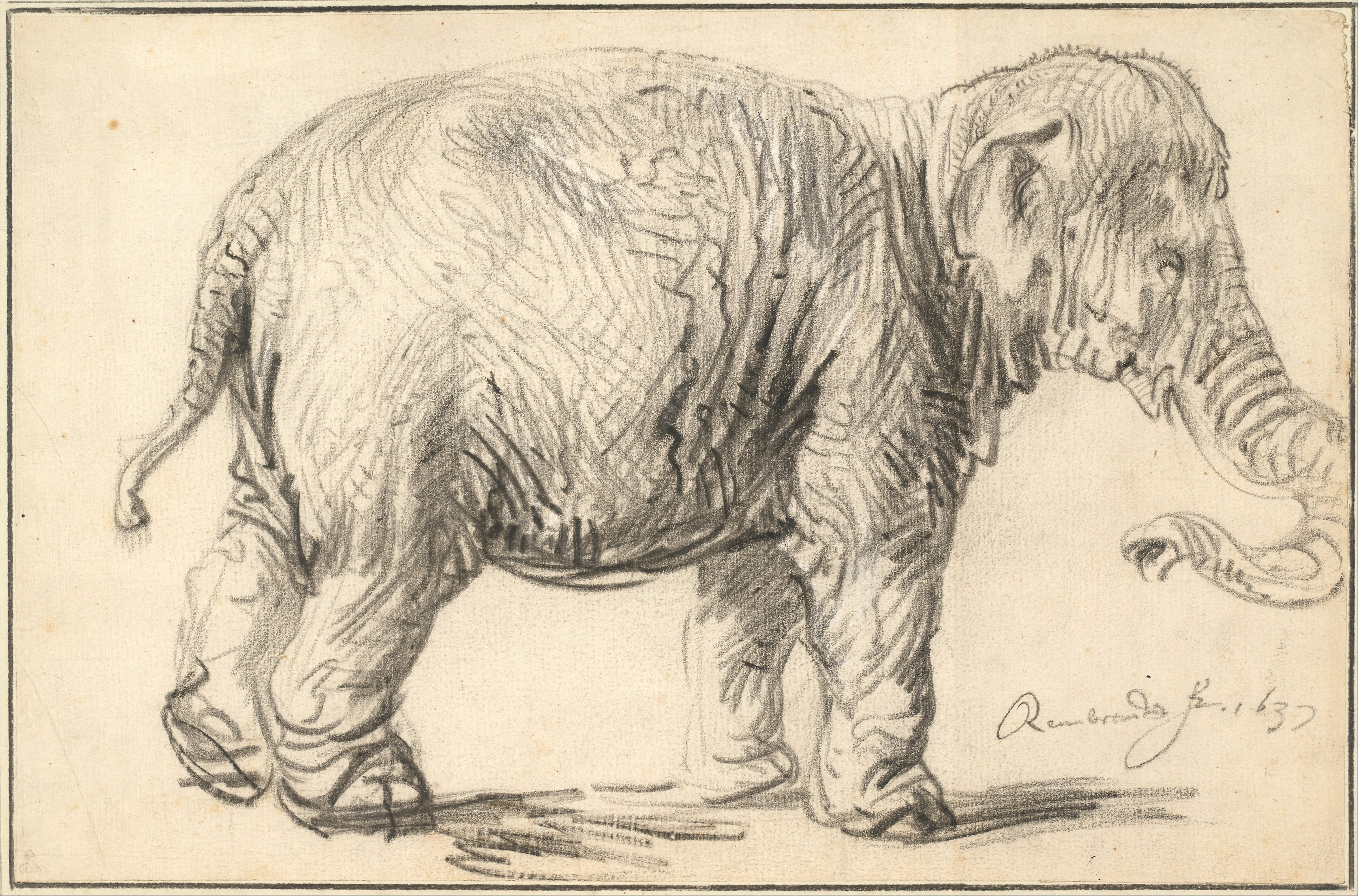 1637 An Elephant.jpg